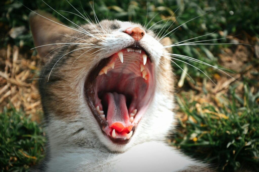 How To Clean Cat Teeth