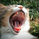 How To Clean Cat Teeth