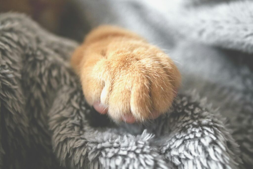 Declawing Cats vs Soft Paws