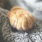 Declawing Cats vs Soft Paws