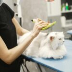 Cat Brushing Basics