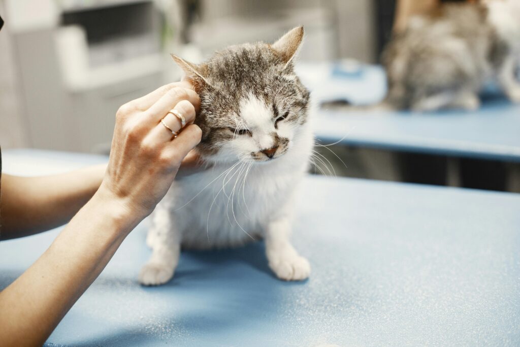 Cat First Aid Kit