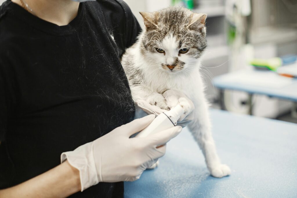 Cat Visit To The Vet